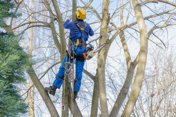 How Our Tree Care Process Works  in  Bartlesville, OK